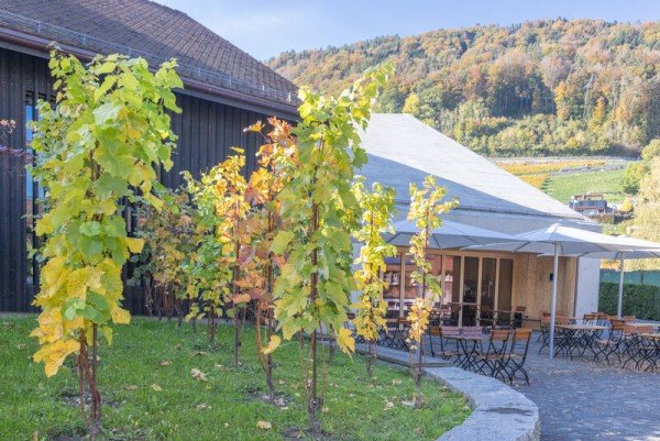 Salles d'événements, Haus des Weins Berneck